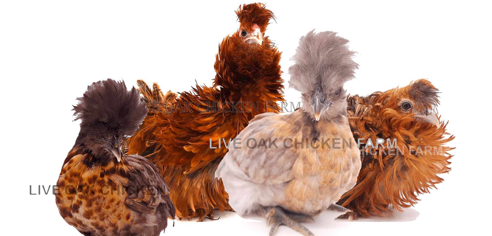 Chickens For Sale Houston Chicken Farm by Live Oak Chicken Farm. On Site Chicken Hatcher and Chicken Breeding Facility in Houston.