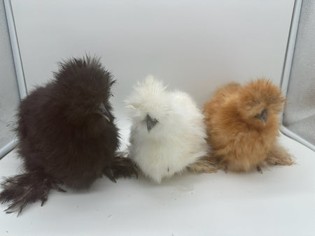 Chickens For Sale Houston Auction 04022024A Silkies