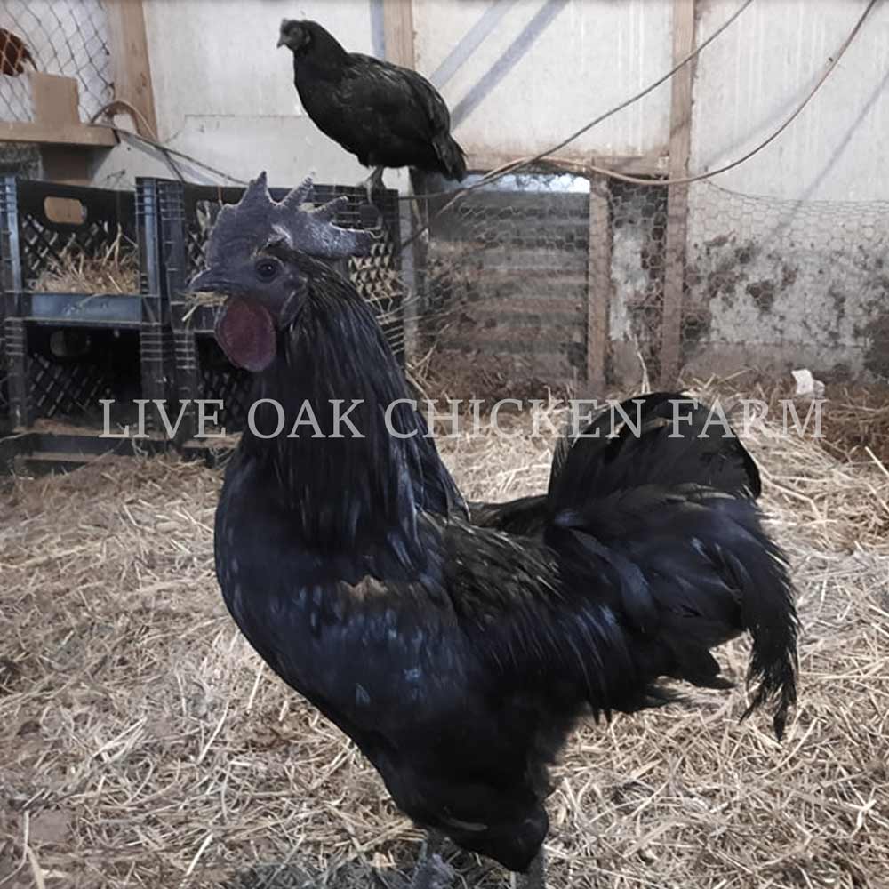 Ayam Cemani Chicken Breed Profile - Entirely Black Chicken