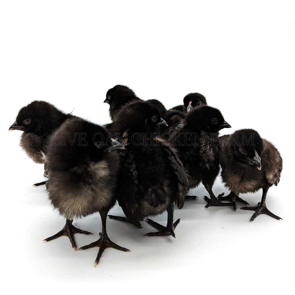 black baby chickens
