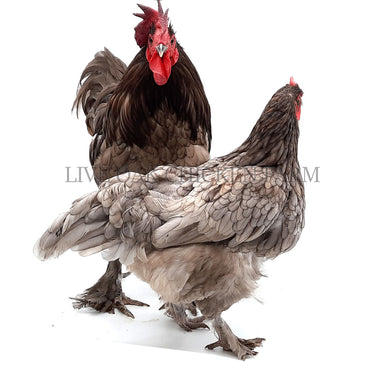 162+ Thousand Chick Hen Royalty-Free Images, Stock Photos & Pictures