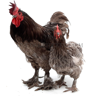 Dark Brahma Chicken - B&G Seed Company Inc.