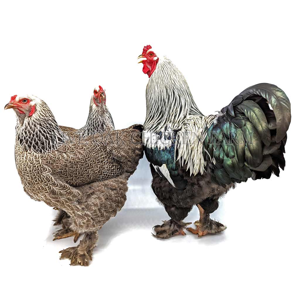 Dark Brahma Chickens - Baby Chicks for Sale