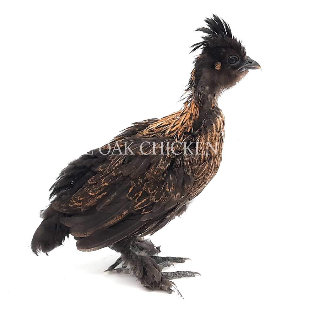 Chickens For Sale Near Me Chicks