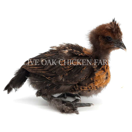 Chickens For Sale Near Me Chicks