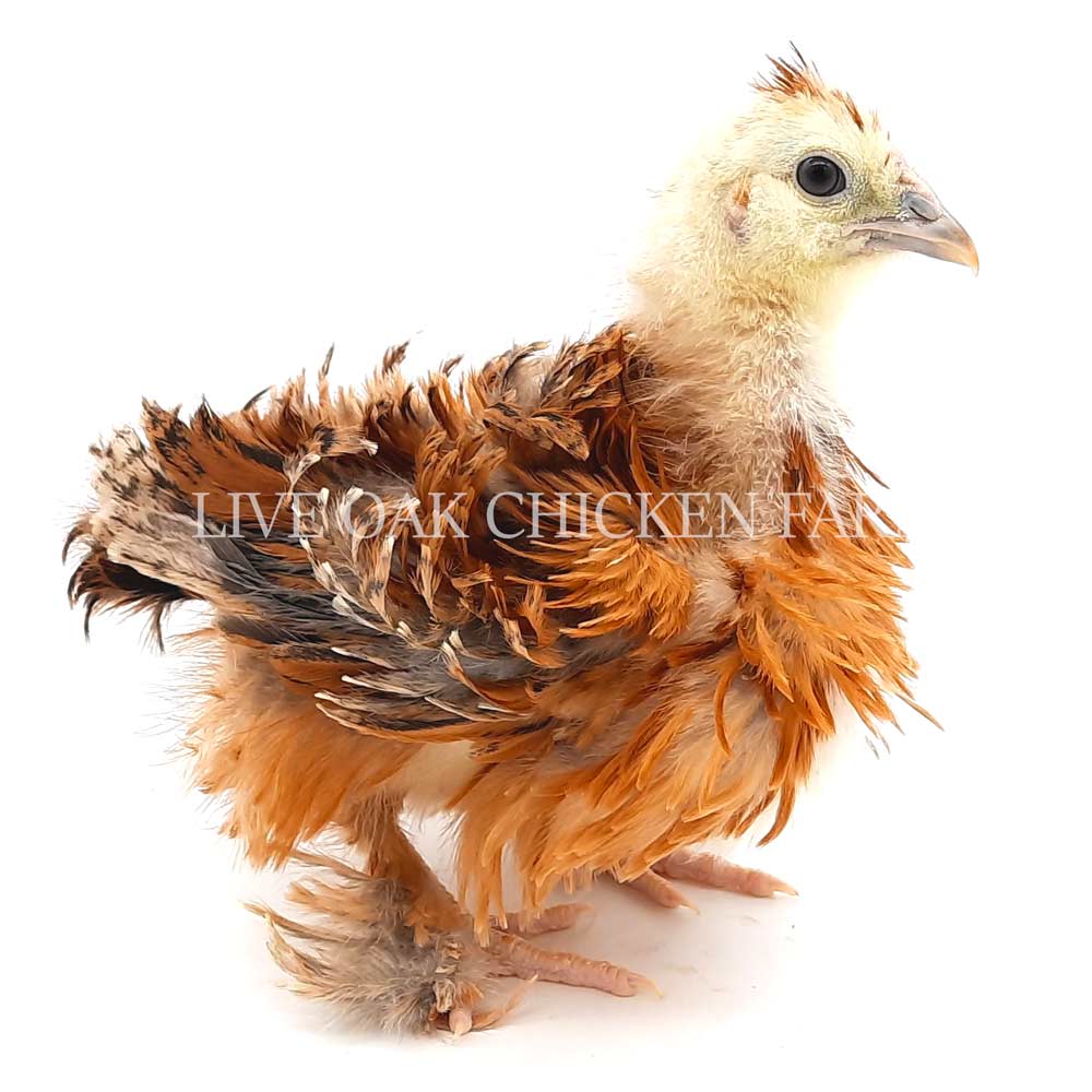 Chickens For Sale Near Me Chicks