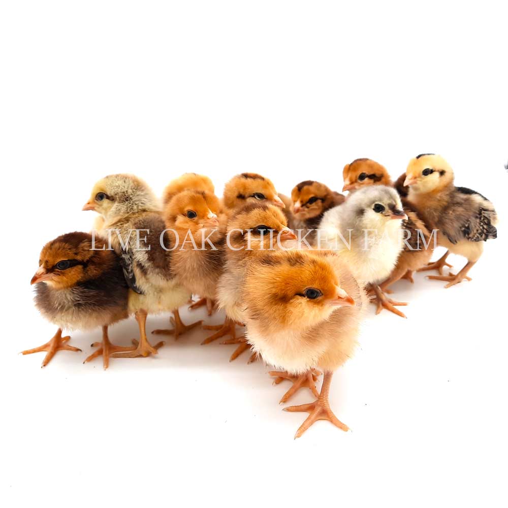 Chickens For Sale Near Me Chicks