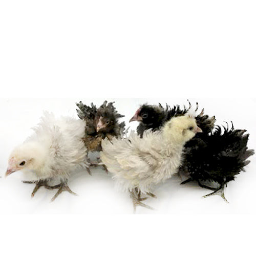 M3 Creations | Women's Panties | Chicks-Chickens (ready to go)